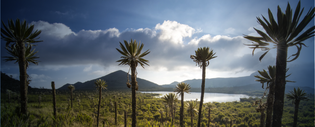 los frailejones2 e1737141870514 2048x829