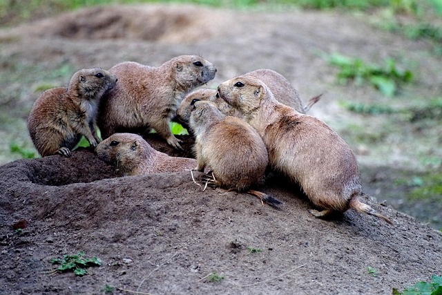 prairie dogs, animals, social, family, community, nature, cohesion