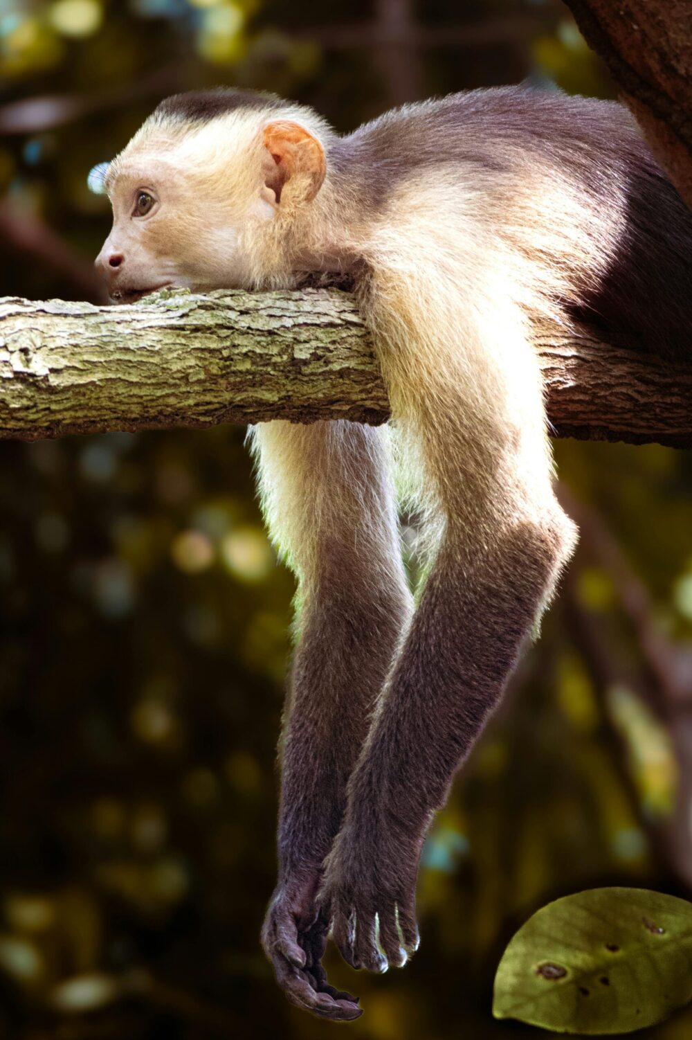 Capuchin monkey resting on a tree branch in Magdalena, Colombia rainforest.