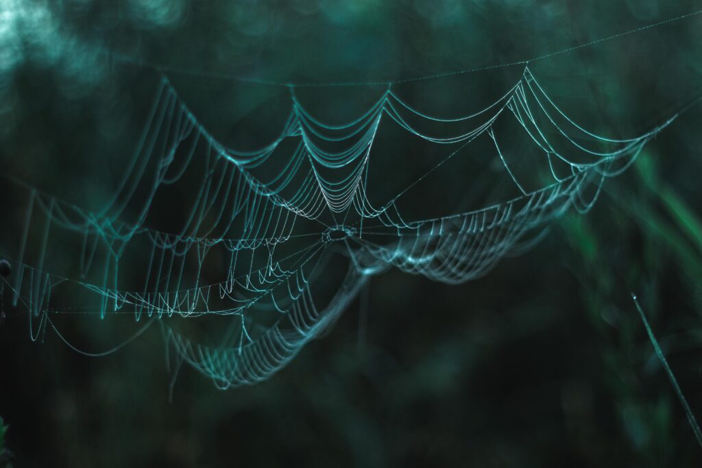Thin cobweb hanging between green plants growing in dense forest against blurred greenery